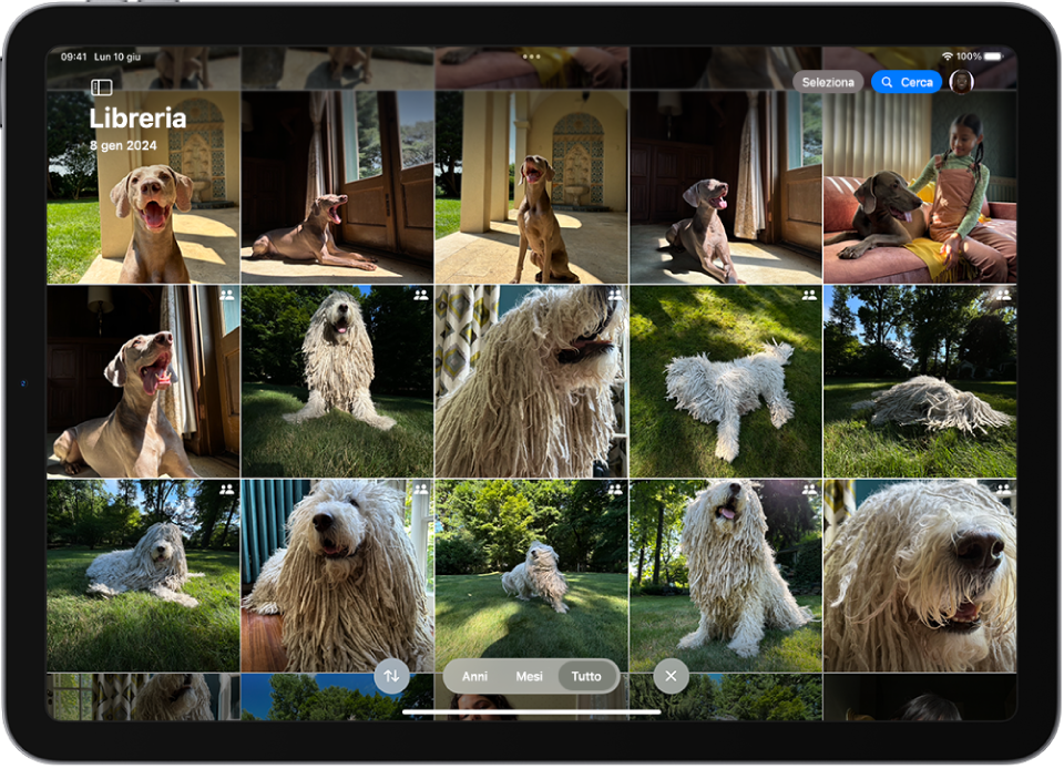 Una schermata con la libreria di foto condivisa di iCloud con delle foto di cani.