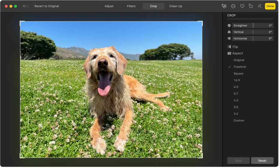 A photo in editing view, with Crop selected in the toolbar and cropping and straightening tools on the right.