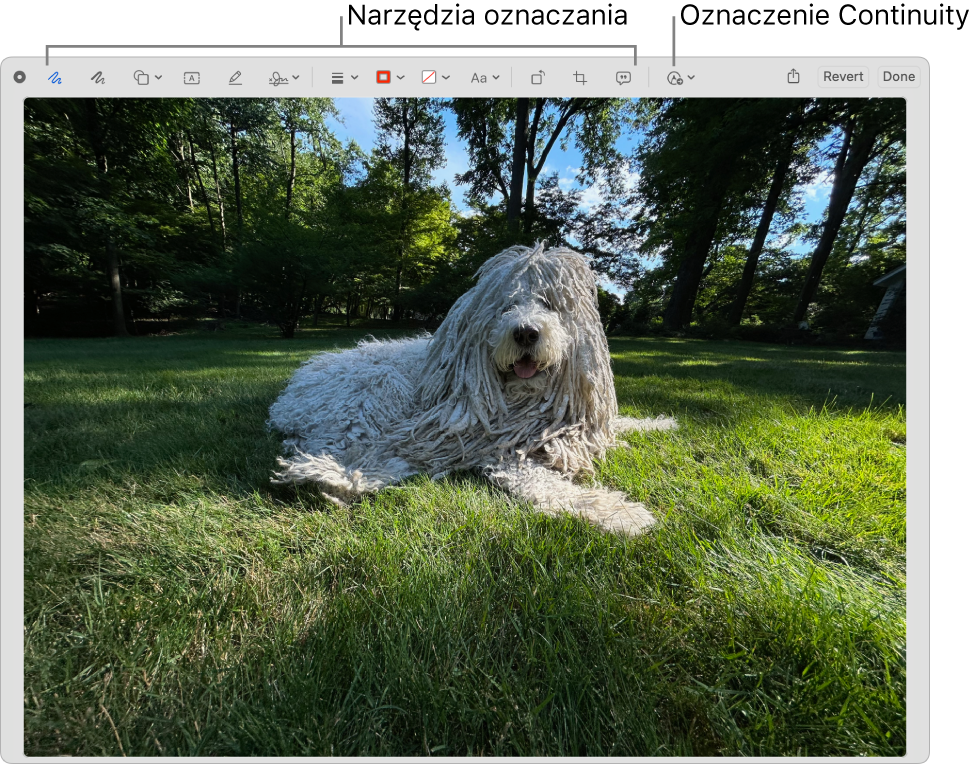 Obrazek w oknie oznaczeń. U góry widoczny jest pasek narzędzi oznaczeń, zawierający narzędzie umożliwiające użycie Oznaczeń Continuity na znajdującym się w pobliżu iPhonie lub iPadzie.