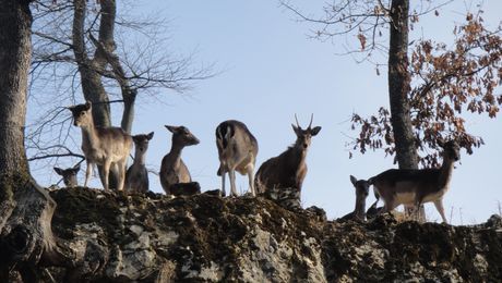 Wildpark Mühletäli