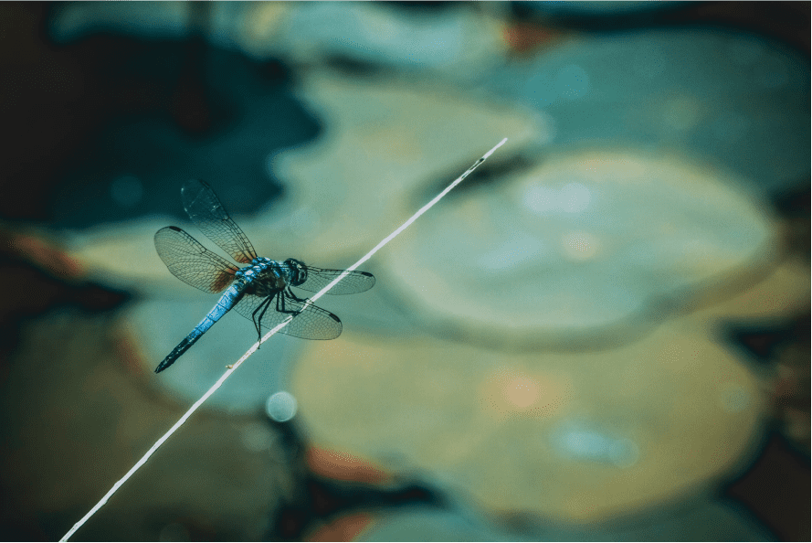 Dragonfly