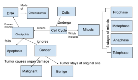 cell cycle concept map example 02