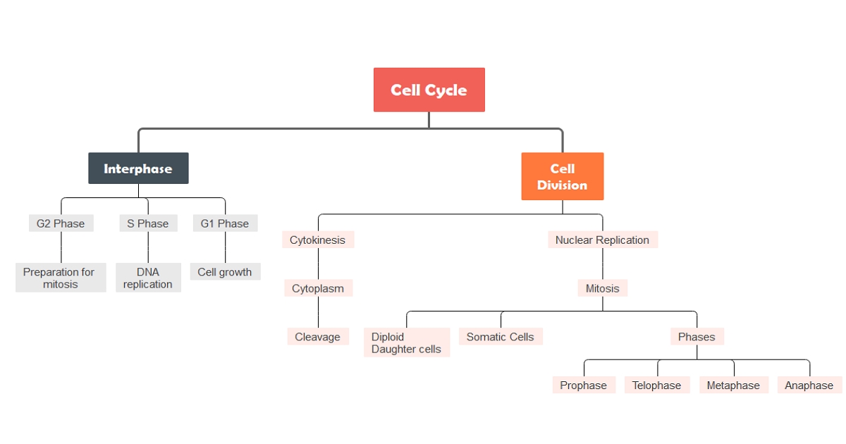 cell cycle concept map example 01