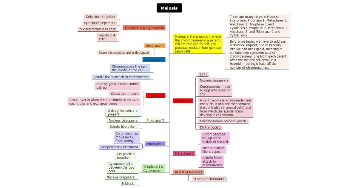 meiosis concept map example 3