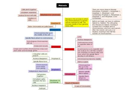 Meiosis system concept map example 2