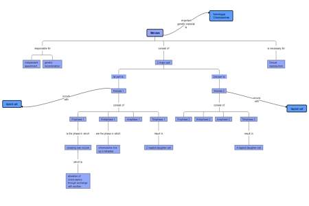 Meiosis system concept map example 3