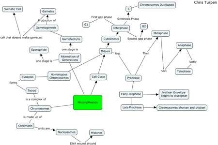 Meiosis system concept map example 1