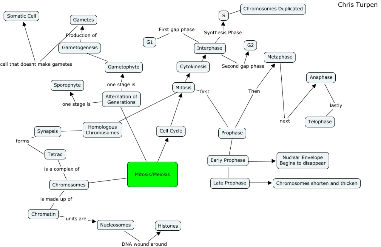 meiosis concept map example 01