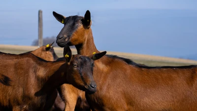 Ferme des Jordils