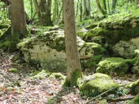 Passion Forêt Sàrl – Cliquez pour agrandir l’image 1 dans une Lightbox