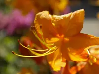 schädeli gartenbau ag - Klicken Sie, um das Bild 3 in einer Lightbox vergrössert darzustellen