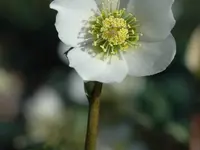 Gärtnerei Leonotis Hauert + Balmer AG – Cliquez pour agrandir l’image 12 dans une Lightbox