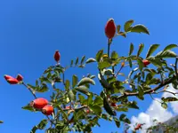 Bolz Gartenbau GmbH - Klicken Sie, um das Bild 1 in einer Lightbox vergrössert darzustellen