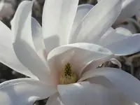 Lebensgarten Stähli Heidi - Klicken Sie, um das Bild 2 in einer Lightbox vergrössert darzustellen