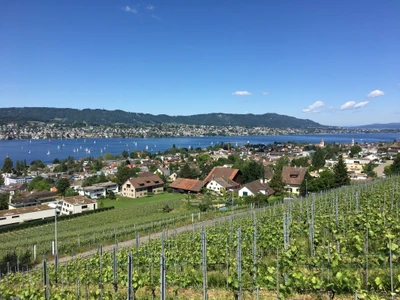 Weingut Diederik, Küsnacht am Zürichsee