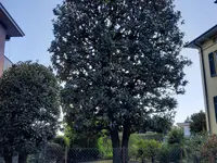 Pasinelli cura alberi Sagl – click to enlarge the image 2 in a lightbox