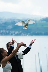 Hochzeitstauben Burlet