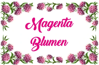 Magenta Blumen - Kishta