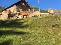 AZIENDA AGRICOLA ARCIONI LUIGI - cliccare per ingrandire l’immagine 3 in una lightbox