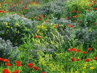 Keller Gartenbau Inh. Martin Luginbühl – click to enlarge the image 2 in a lightbox