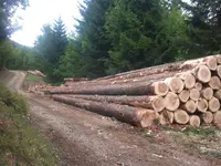 Passion Forêt Sàrl – Cliquez pour agrandir l’image 3 dans une Lightbox