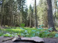 Passion Forêt Sàrl – Cliquez pour agrandir l’image 4 dans une Lightbox