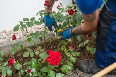 Taille des rosiers