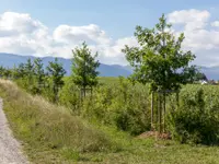 Nicolas Varidel Nature+Jardins - Klicken Sie, um das Bild 8 in einer Lightbox vergrössert darzustellen