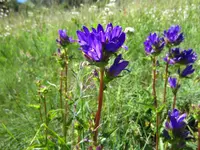 Albula Gartenbau GmbH – Cliquez pour agrandir l’image 1 dans une Lightbox