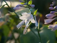 Blumen Schenk – click to enlarge the image 1 in a lightbox