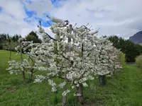 Marché Paysan Bühlmann – Cliquez pour agrandir l’image 13 dans une Lightbox