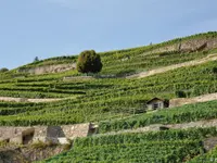 Domaine des Rueyres - Laurent Cossy – Cliquez pour agrandir l’image 2 dans une Lightbox