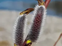 Bolz Gartenbau GmbH - Klicken Sie, um das Bild 3 in einer Lightbox vergrössert darzustellen