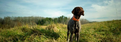 L'OS - Vente de produits pour chien et chats