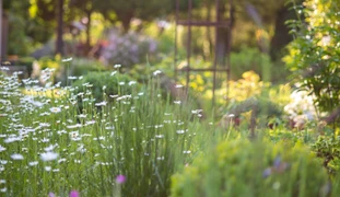 Gerber Gärten AG / Gerber Blumen