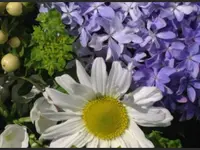 Blumen Galliker – Cliquez pour agrandir l’image 1 dans une Lightbox