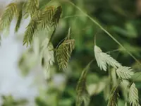 Fleurs du Coeur - cliccare per ingrandire l’immagine 1 in una lightbox