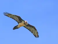 Schweizerischer Nationalpark - Klicken Sie, um das Bild 7 in einer Lightbox vergrössert darzustellen