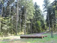 Passion Forêt Sàrl – Cliquez pour agrandir l’image 2 dans une Lightbox