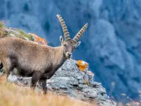 Schweizerischer Nationalpark - Klicken Sie, um das Bild 12 in einer Lightbox vergrössert darzustellen