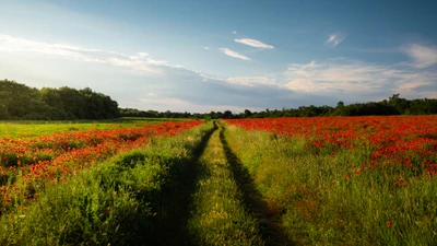 Pompes Funèbres Barras SA