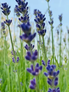 Lavendel in meinem Garten