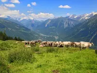 AZIENDA AGRICOLA ARCIONI LUIGI - cliccare per ingrandire l’immagine 1 in una lightbox