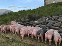 AZIENDA AGRICOLA ARCIONI LUIGI - cliccare per ingrandire l’immagine 6 in una lightbox