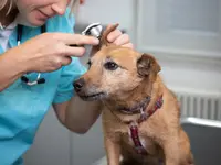 Tierklinik Leimental – Cliquez pour agrandir l’image 11 dans une Lightbox