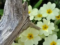 Gartenbau Hölzli AG - cliccare per ingrandire l’immagine 8 in una lightbox