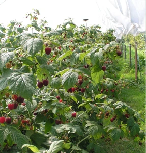 Hunziker Obstbau