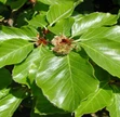 Fagus Gartenpflege und Gartenbau