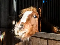 Tierklinik24 – Cliquez pour agrandir l’image 1 dans une Lightbox