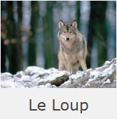 Le Loup logo